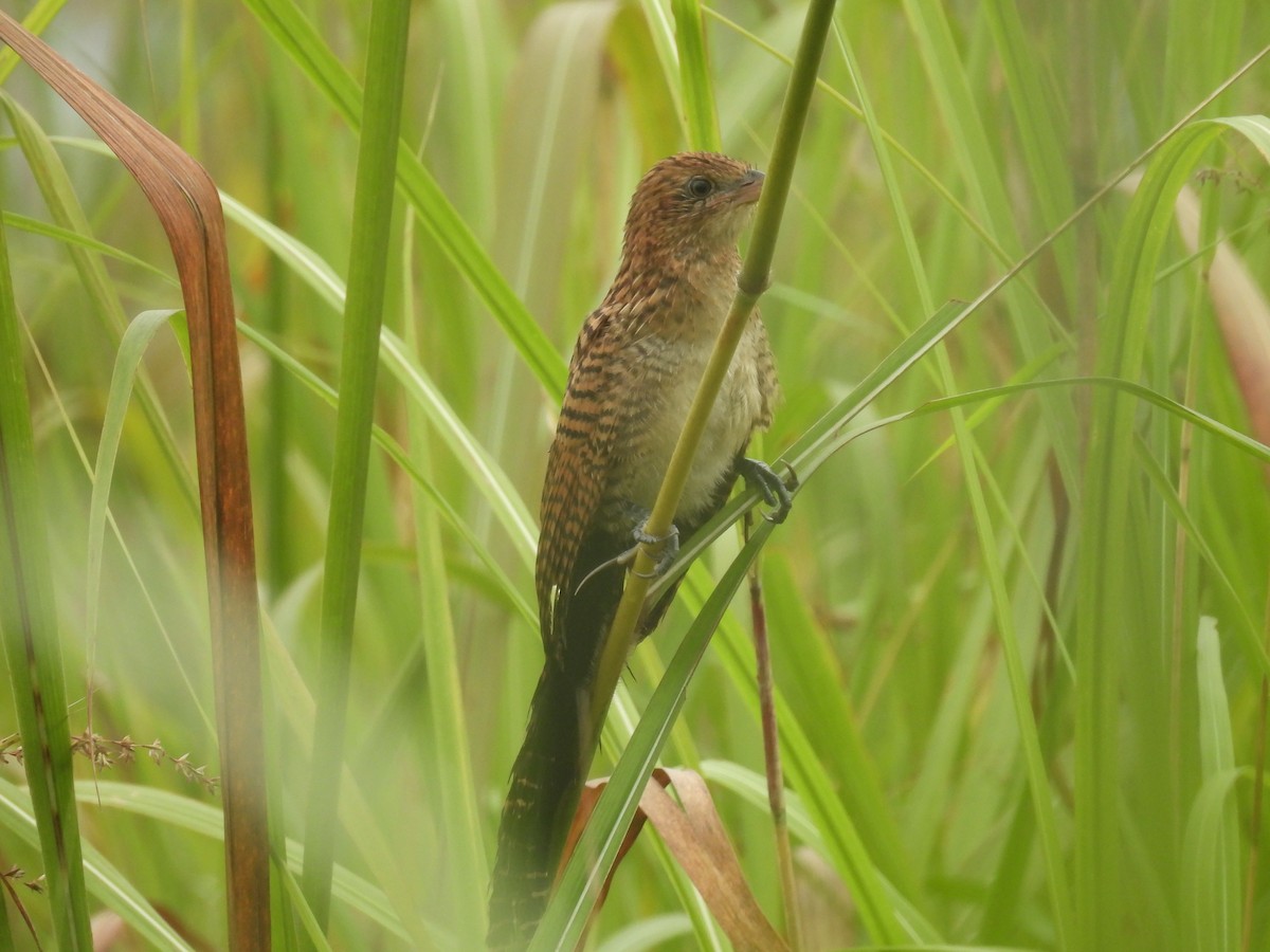Бенгальский кукаль - ML645897286