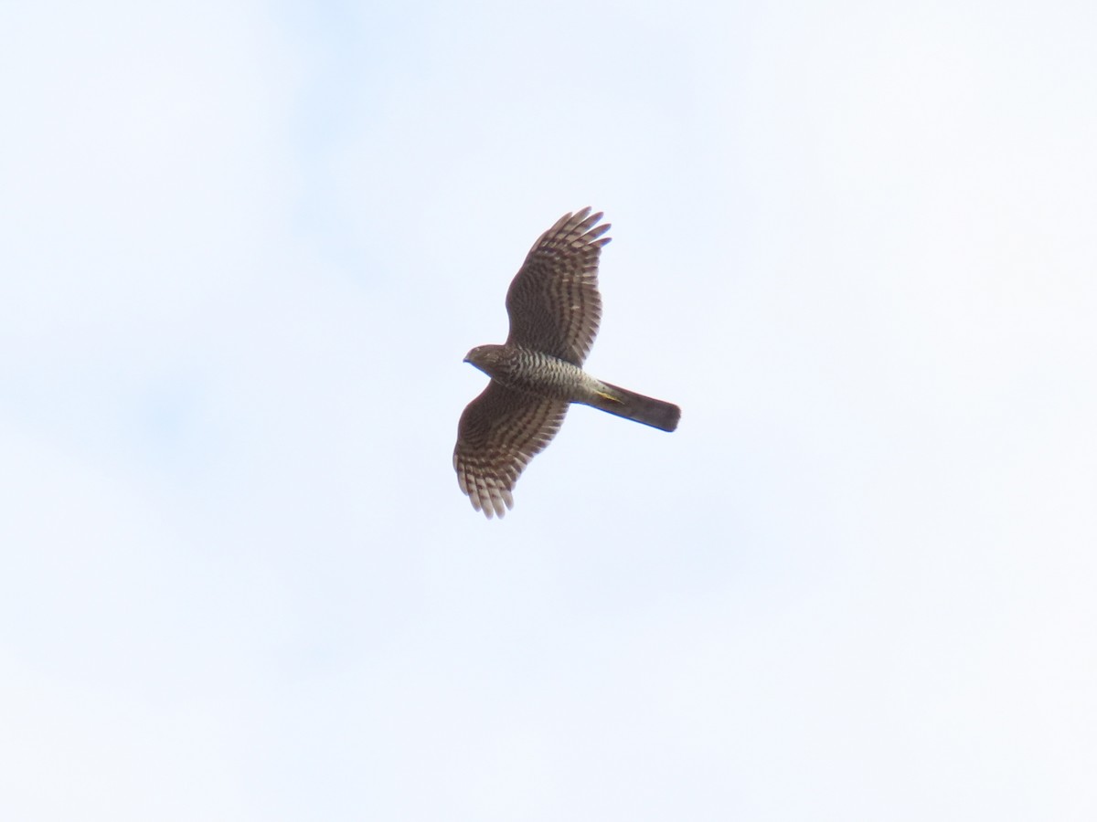 Перепелятник - ML645897287