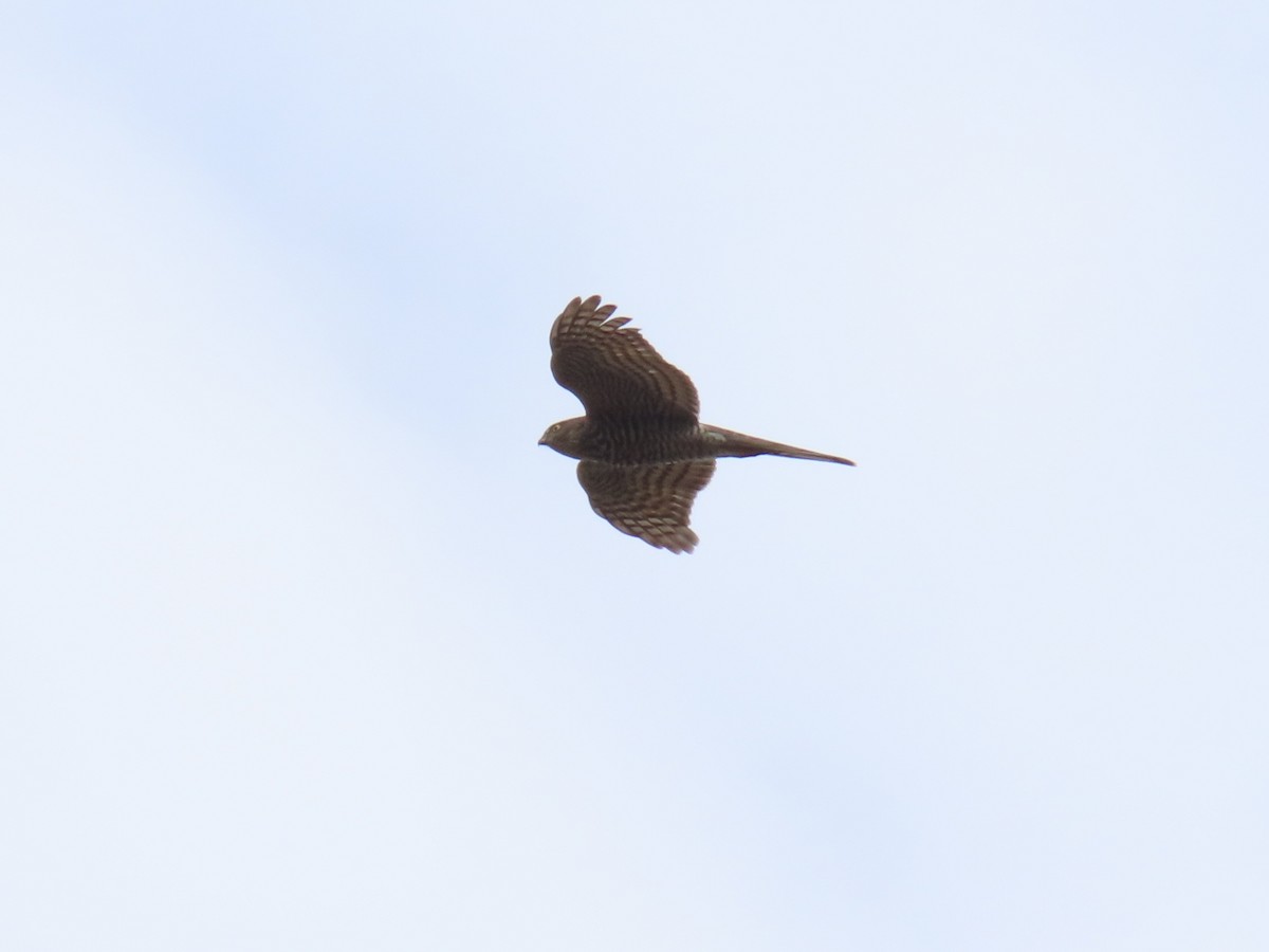 Перепелятник - ML645897288