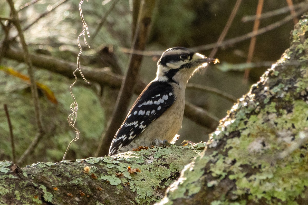 Пушистый дятел - ML645897289