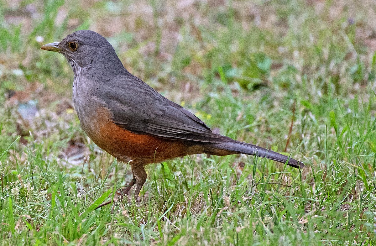 Рыжебрюхий дрозд - ML645897290