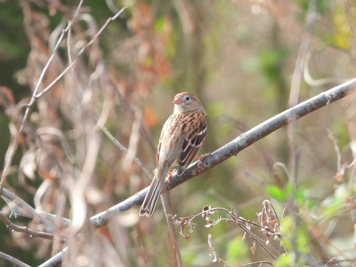Полевая малая овсянка - ML645897291