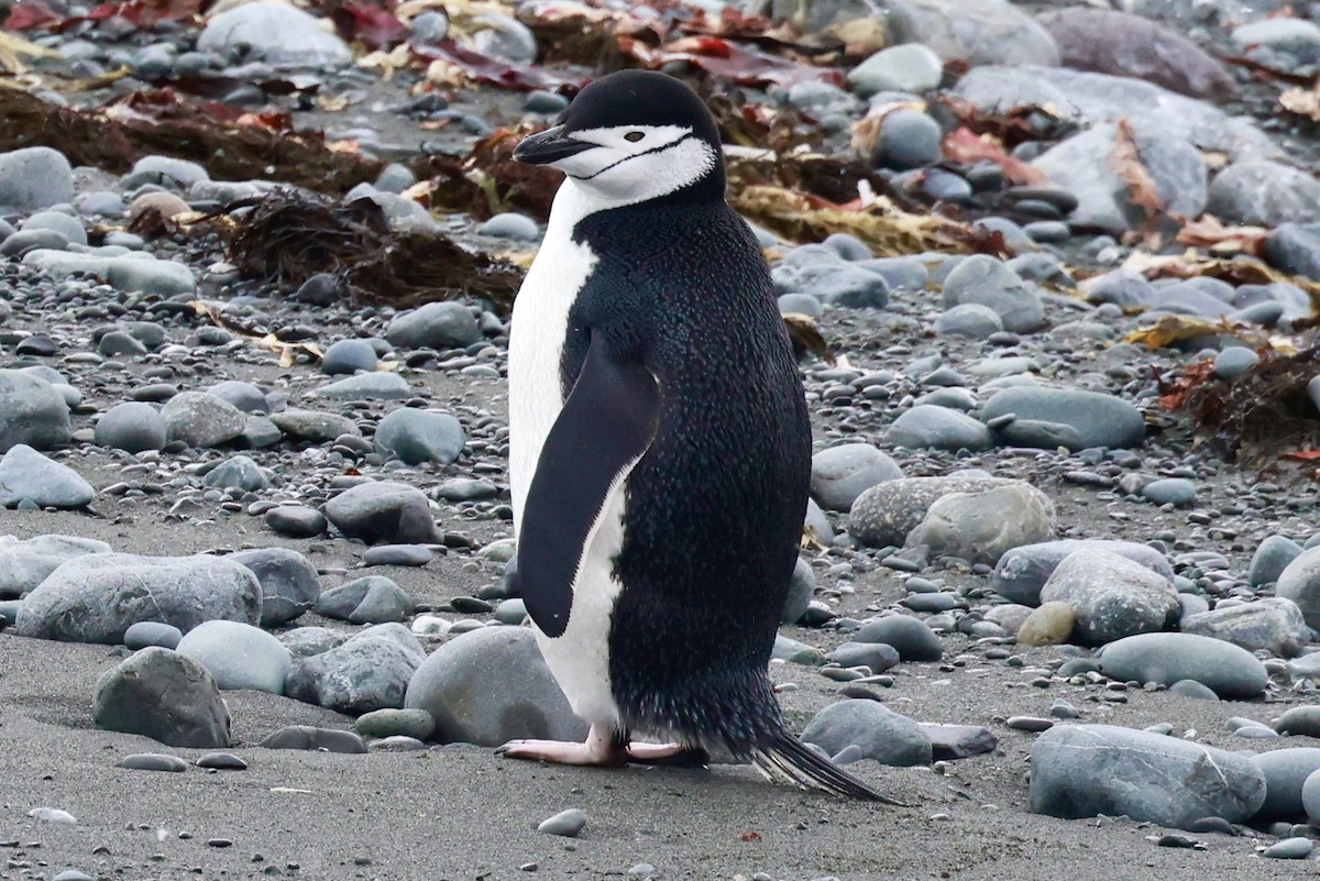 Антарктический пингвин - ML645897292