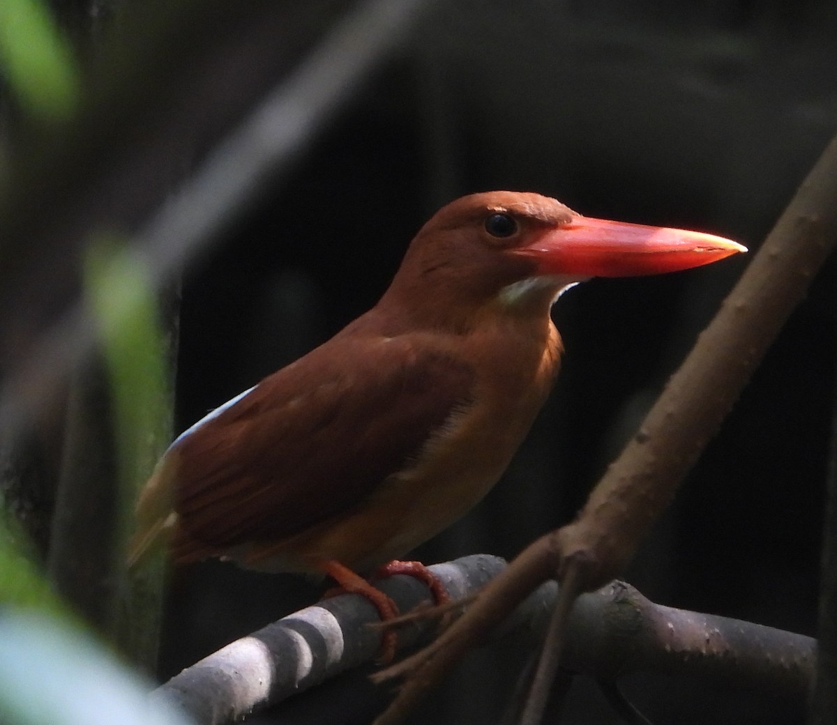 Рыжий зимородок - ML645897293