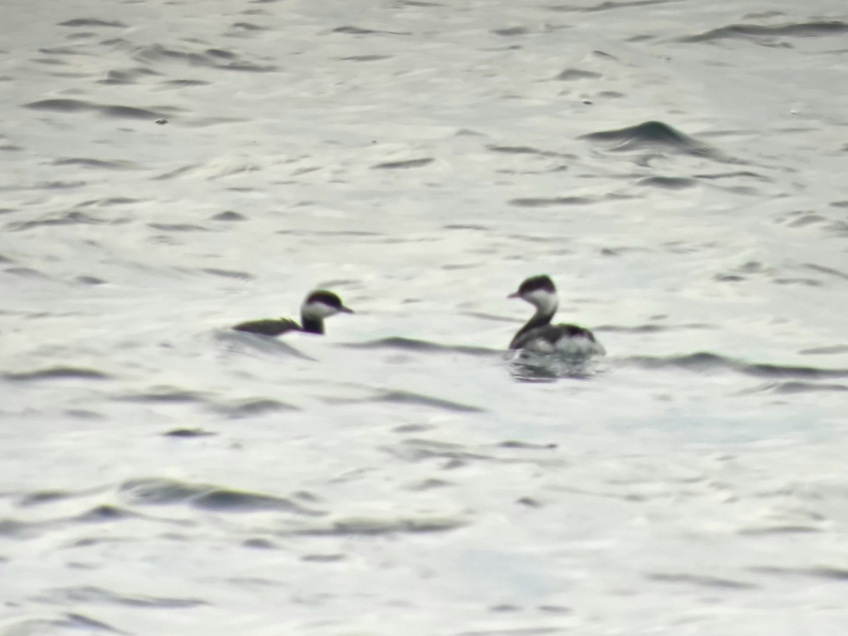 Красношейная поганка - ML645897294