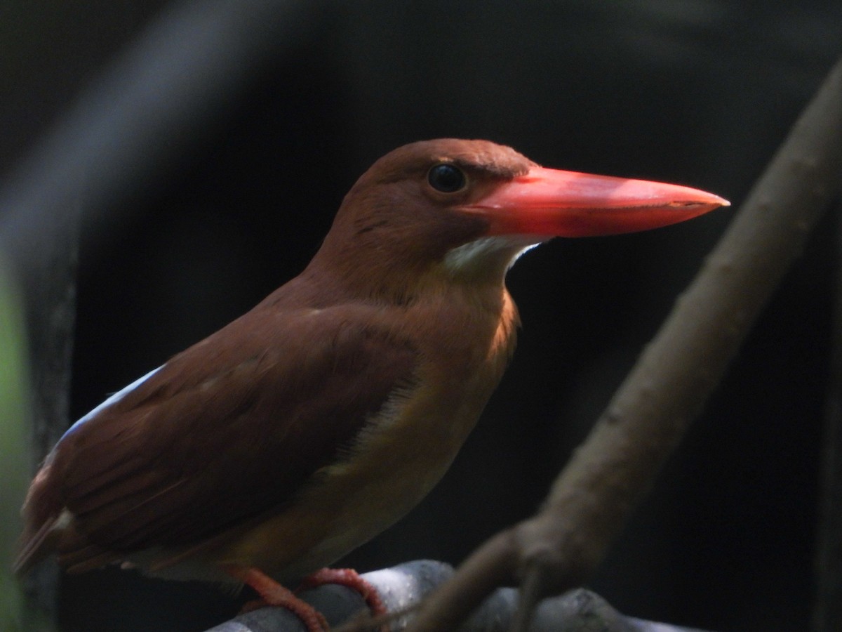 Рыжий зимородок - ML645897295