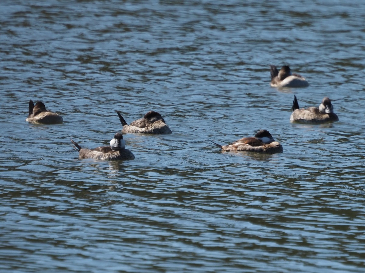 Американская савка - ML645897299