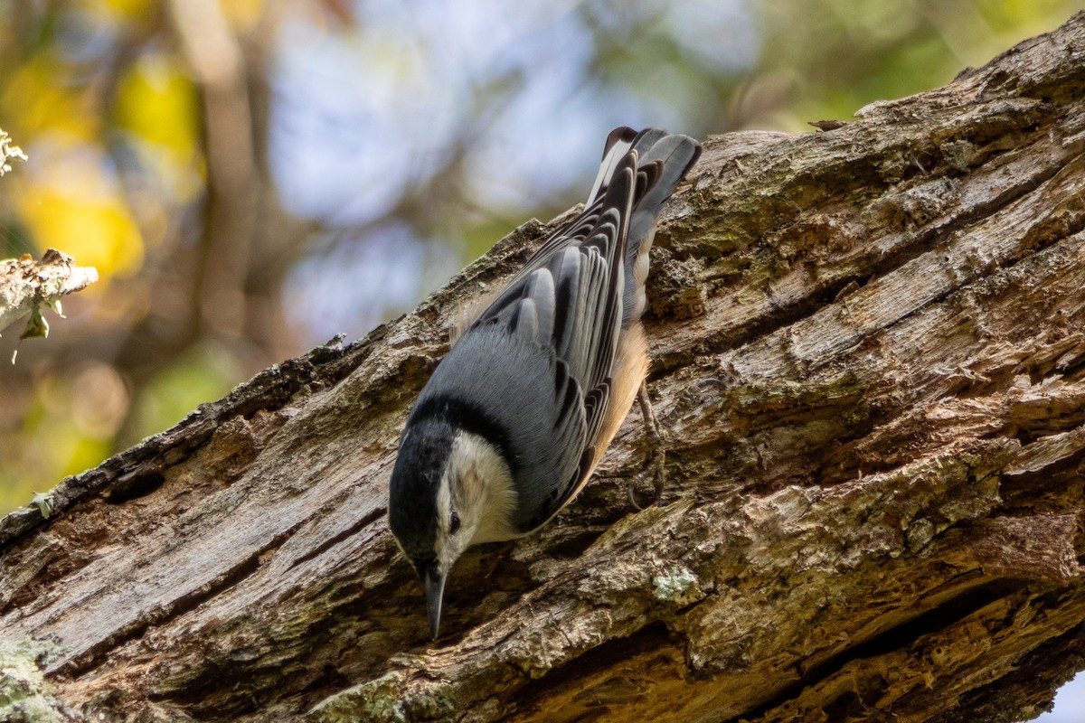Каролинский поползень - ML645897300