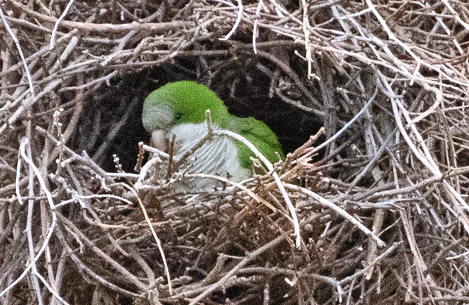 Попугай-монах - ML645897301