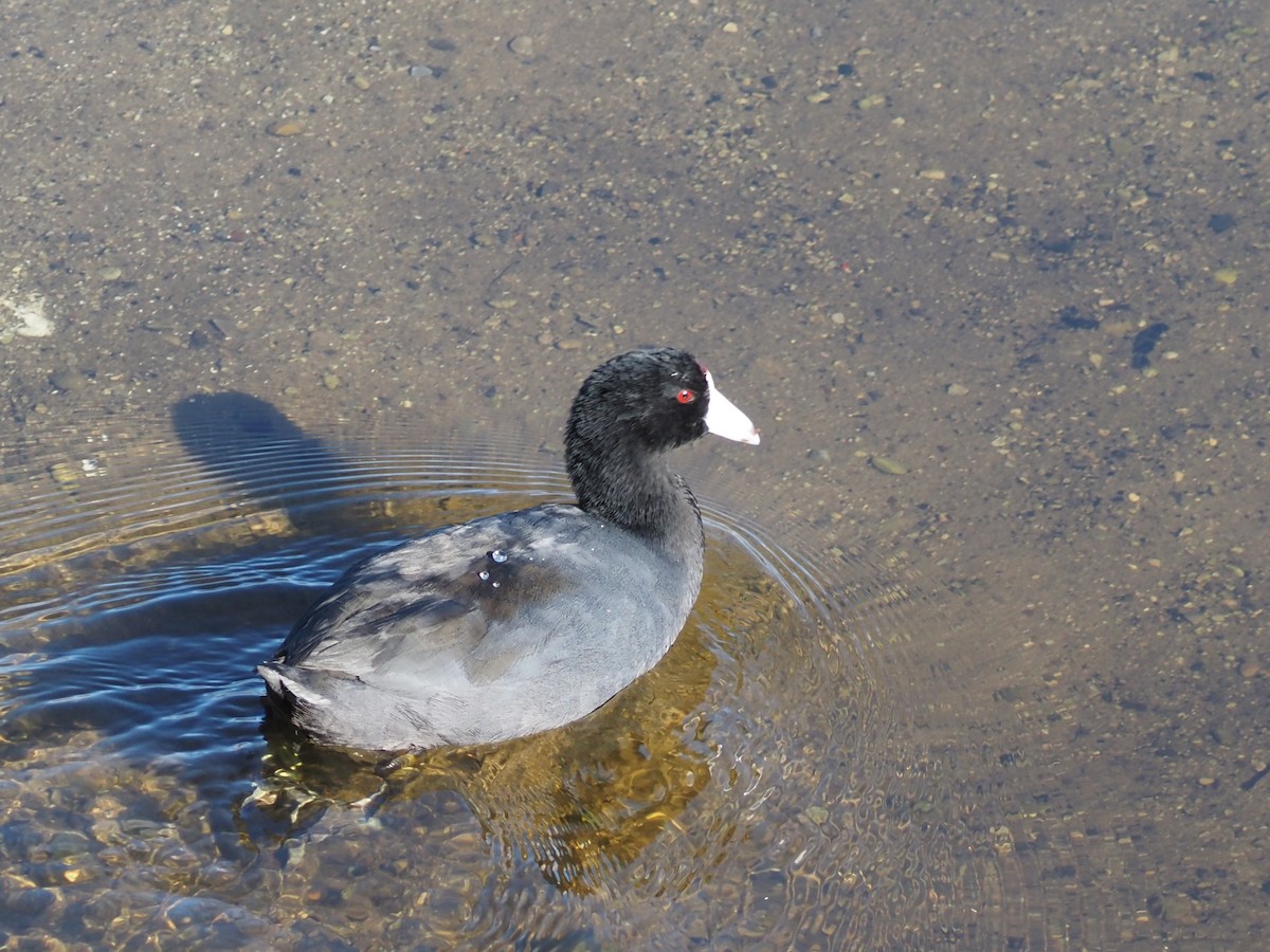 Американская лысуха - ML645897302