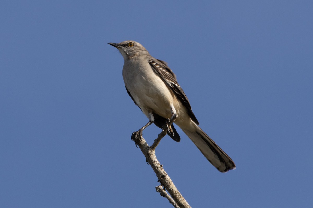 Многоголосый пересмешник - ML645897303