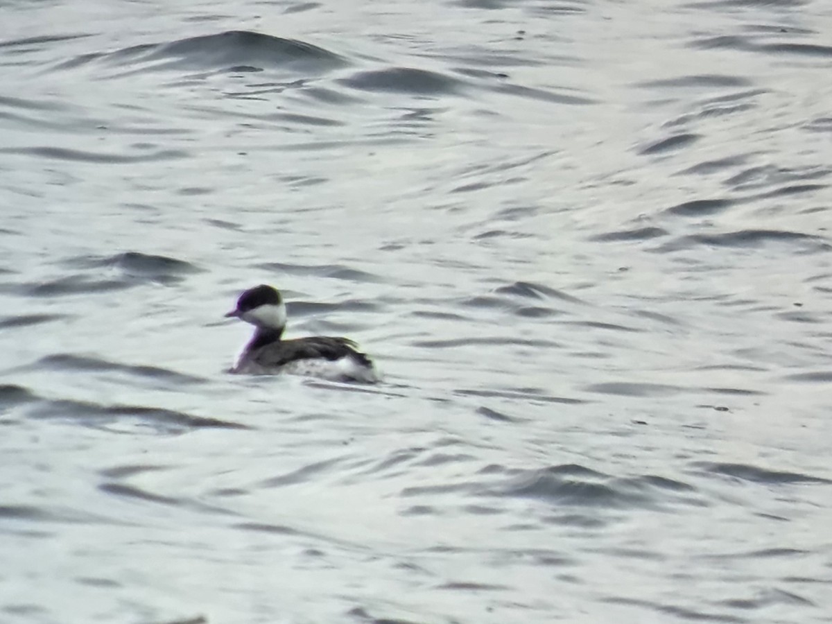 Красношейная поганка - ML645897304