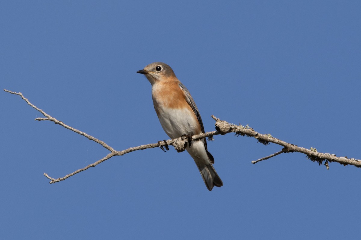 Eastern Bluebird - ML645897305