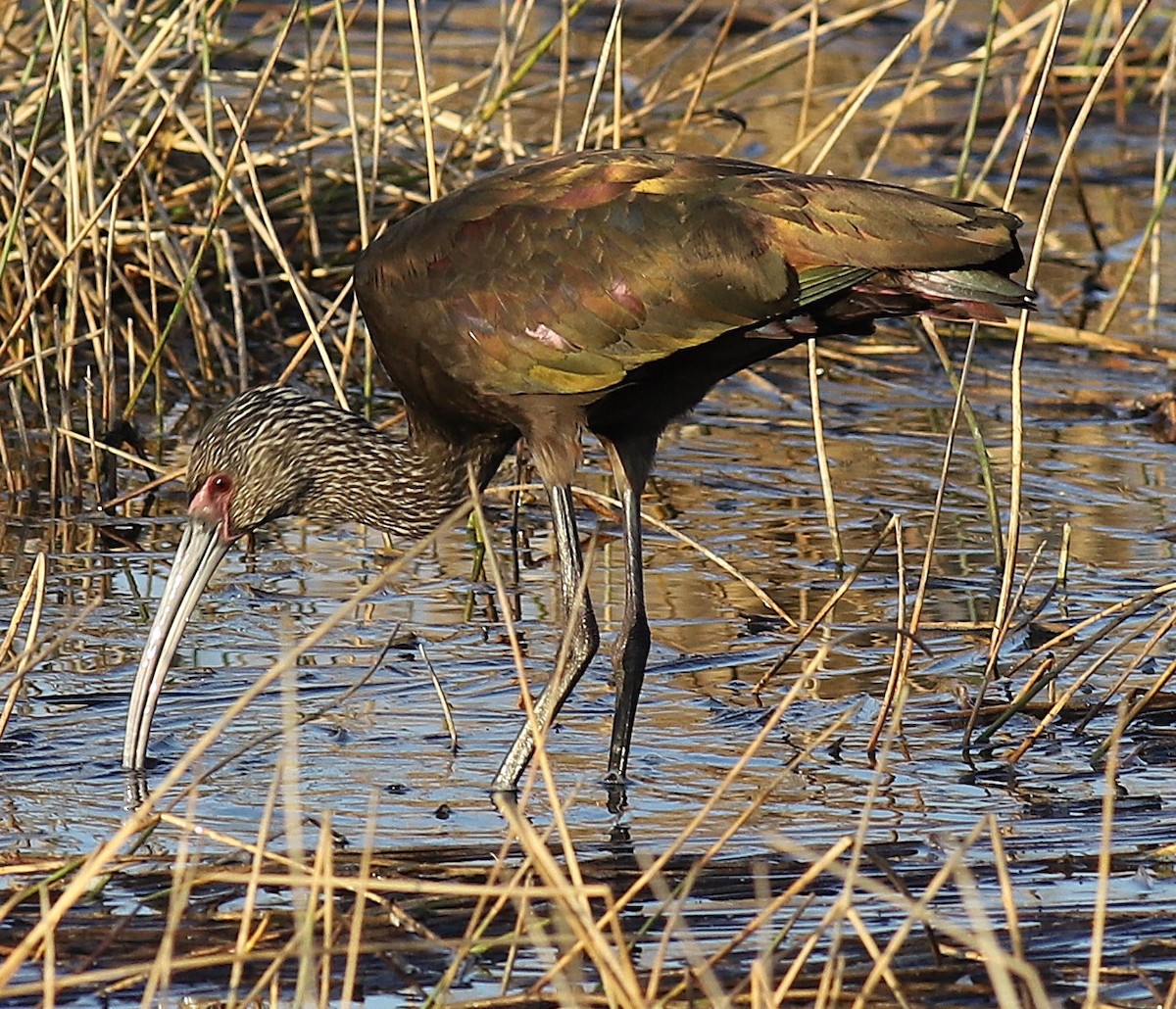 White-faced Ibis - ML645897308