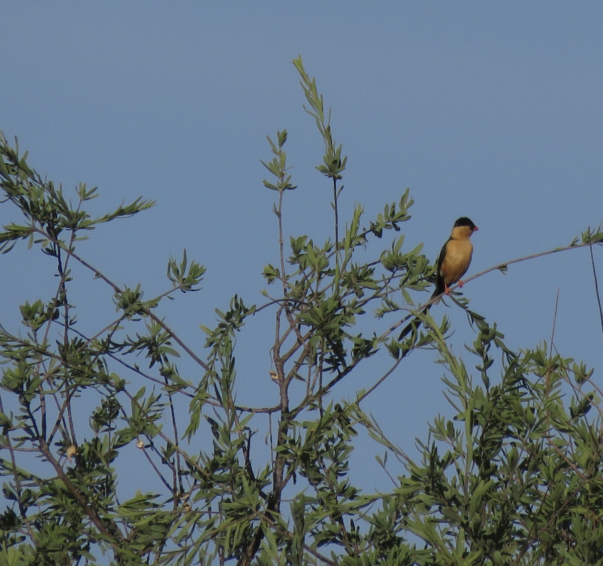 Shaft-tailed Whydah - ML645897312