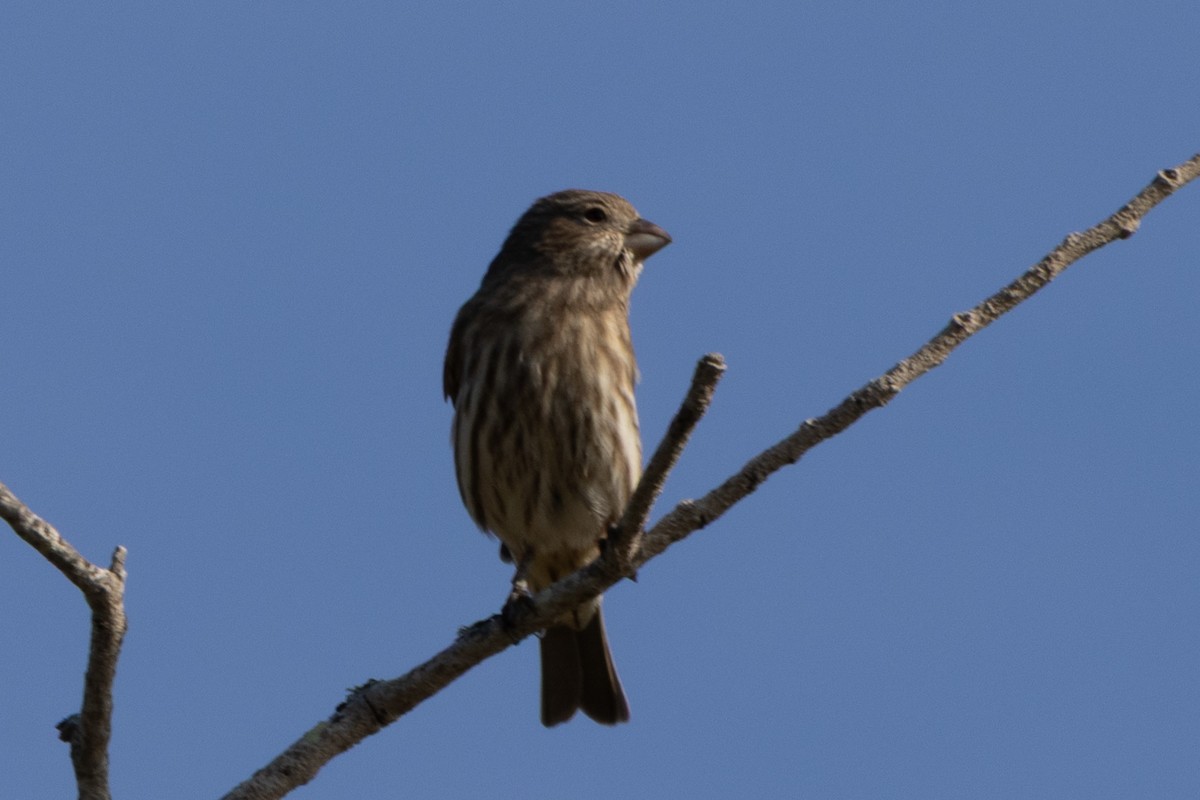 House Finch - ML645897313