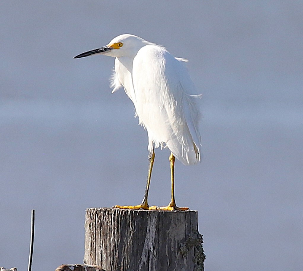 Snowy Egret - ML645897318