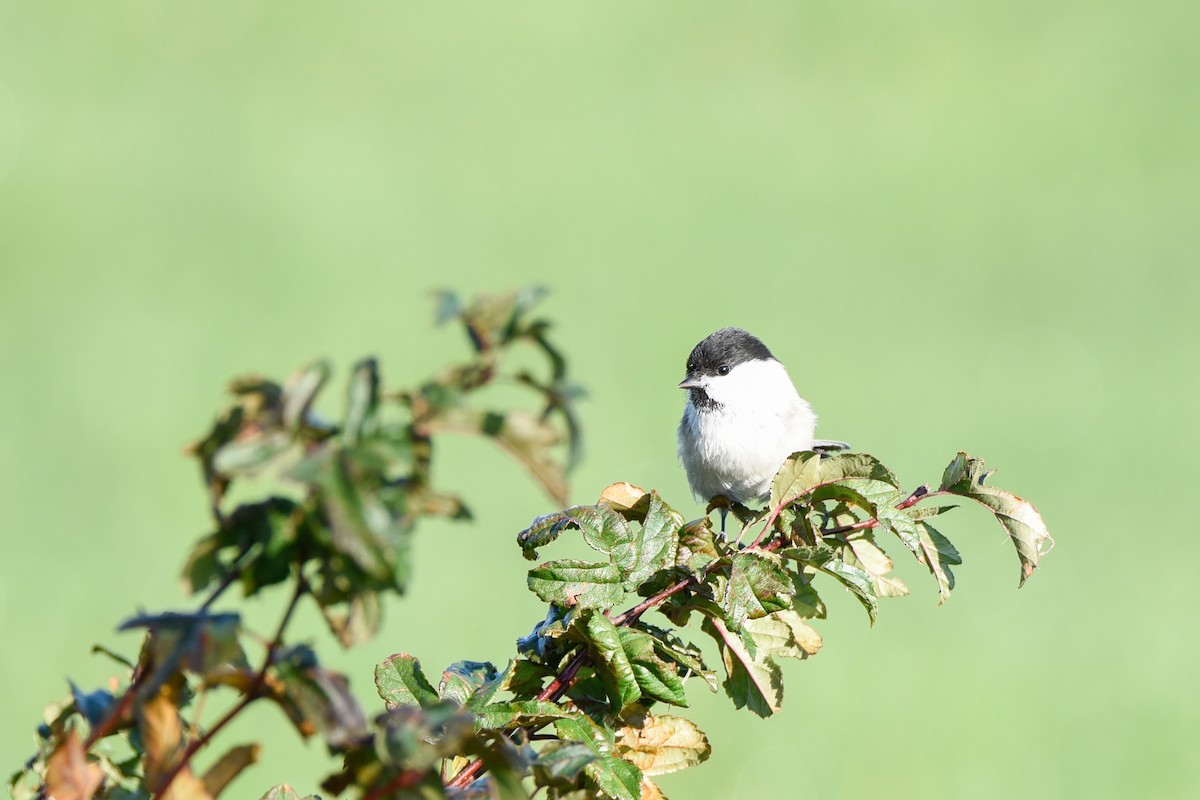 Пухляк - ML645897319