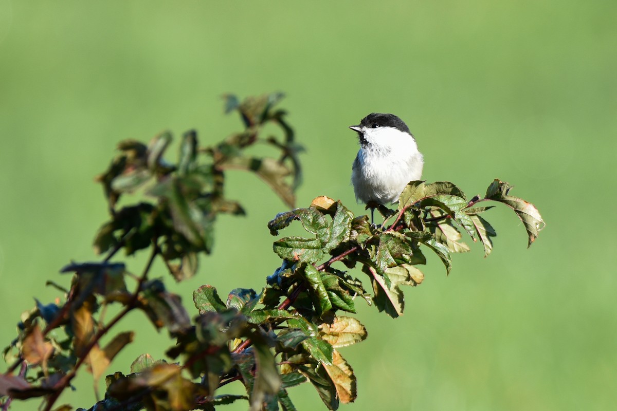 Пухляк - ML645897320