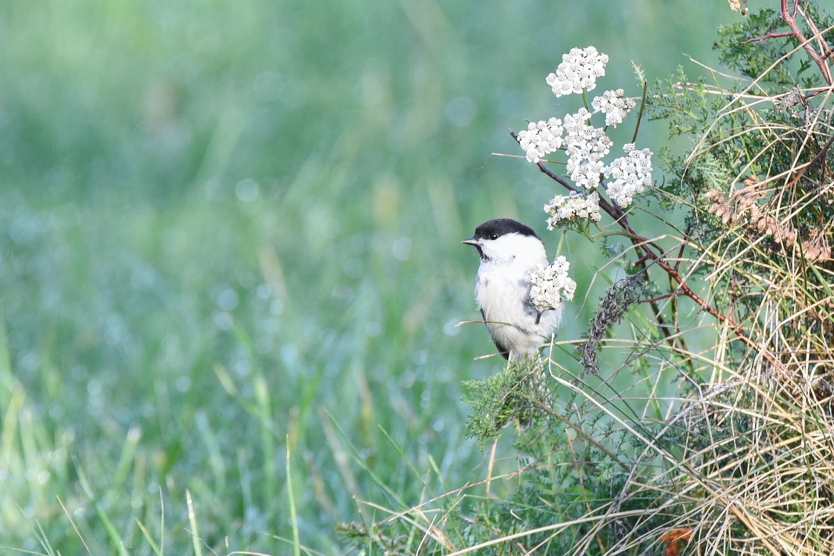 Пухляк - ML645897321