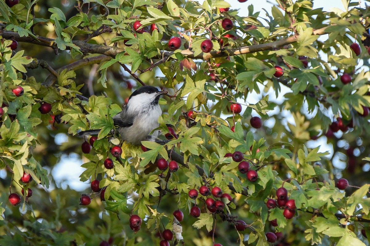 Пухляк - ML645897322
