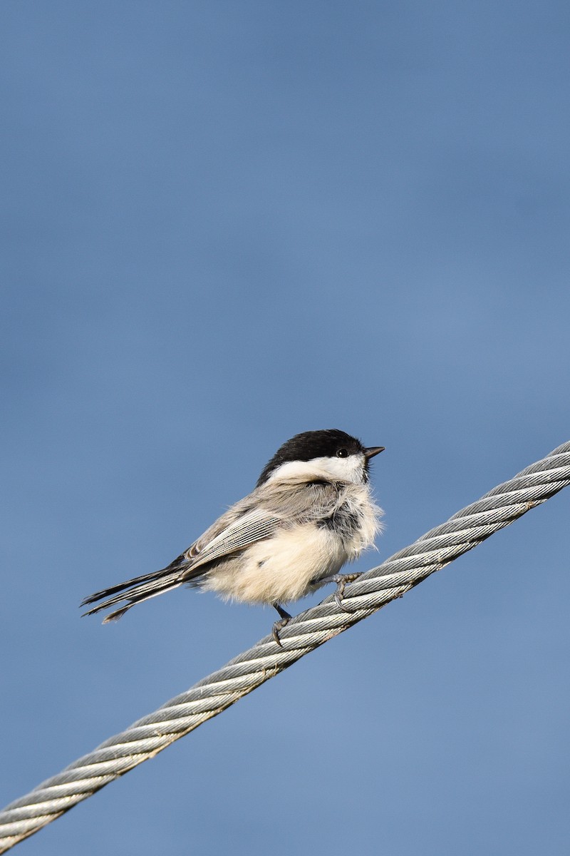 Пухляк - ML645897323