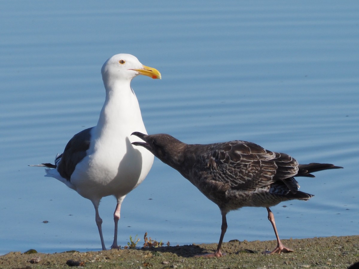 Western Gull - ML645897324