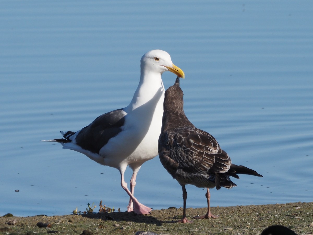 Western Gull - ML645897325