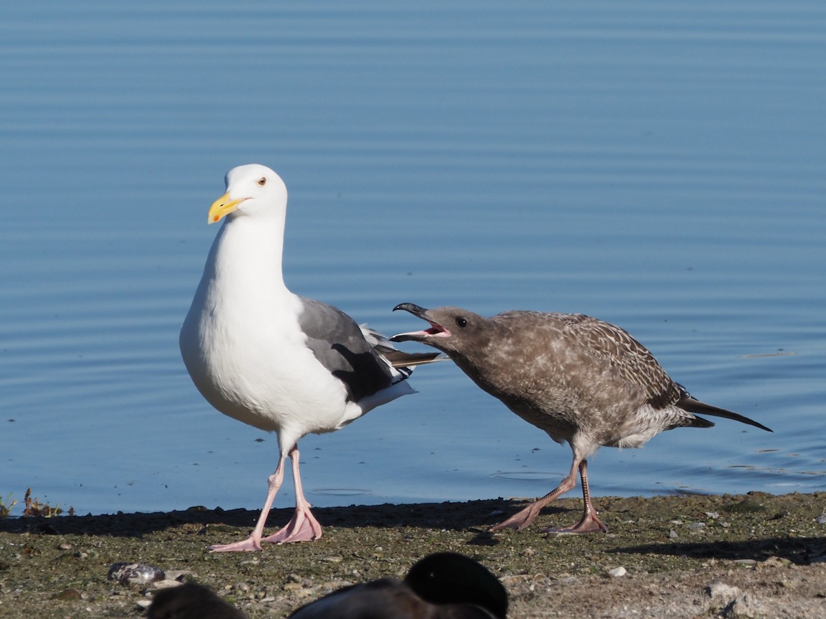 Western Gull - ML645897326