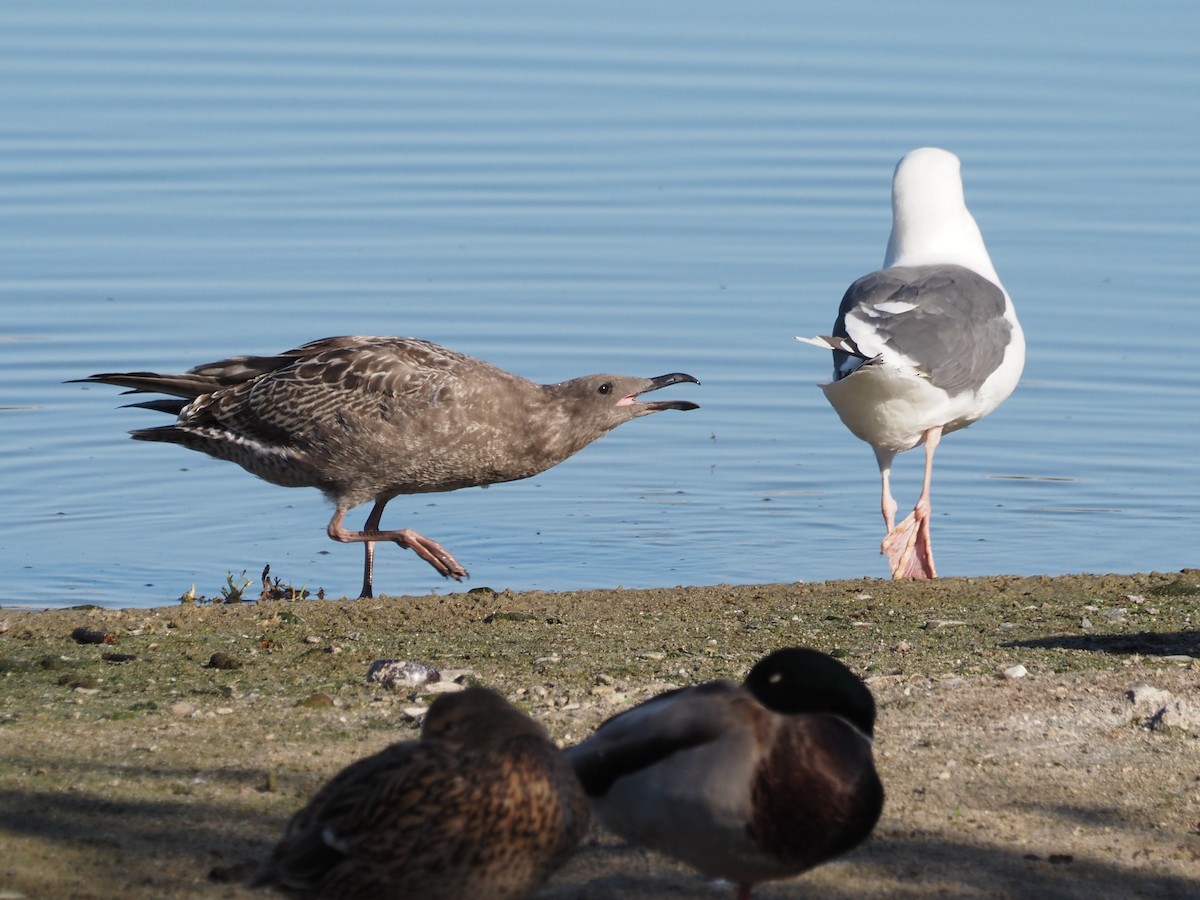 Western Gull - ML645897327