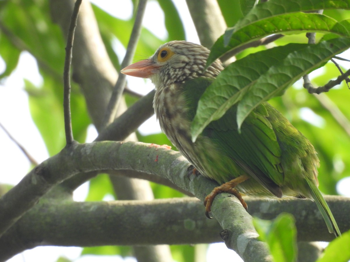 Lineated Barbet - ML645897328