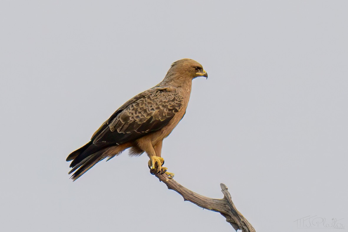 orel Wahlbergův - ML645897329