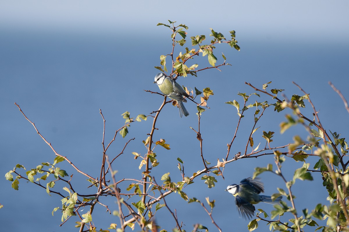 sýkora modřinka - ML645897337