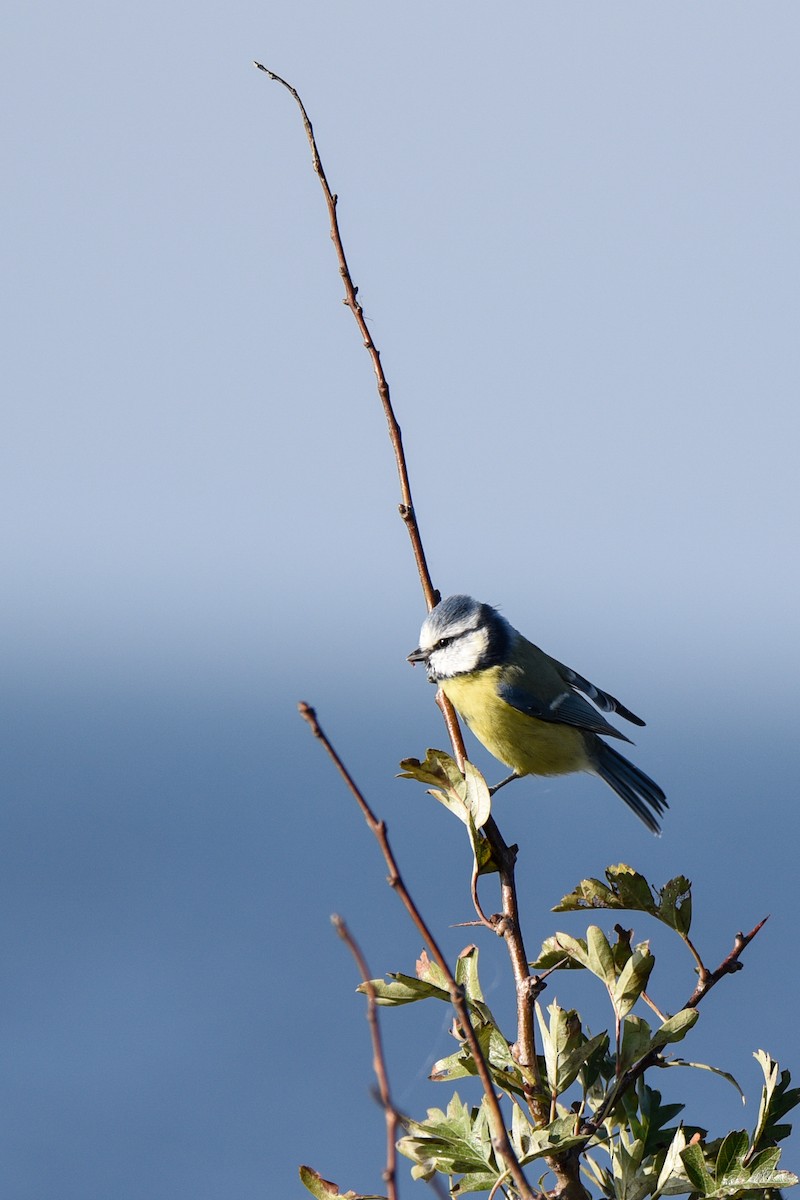 sýkora modřinka - ML645897338