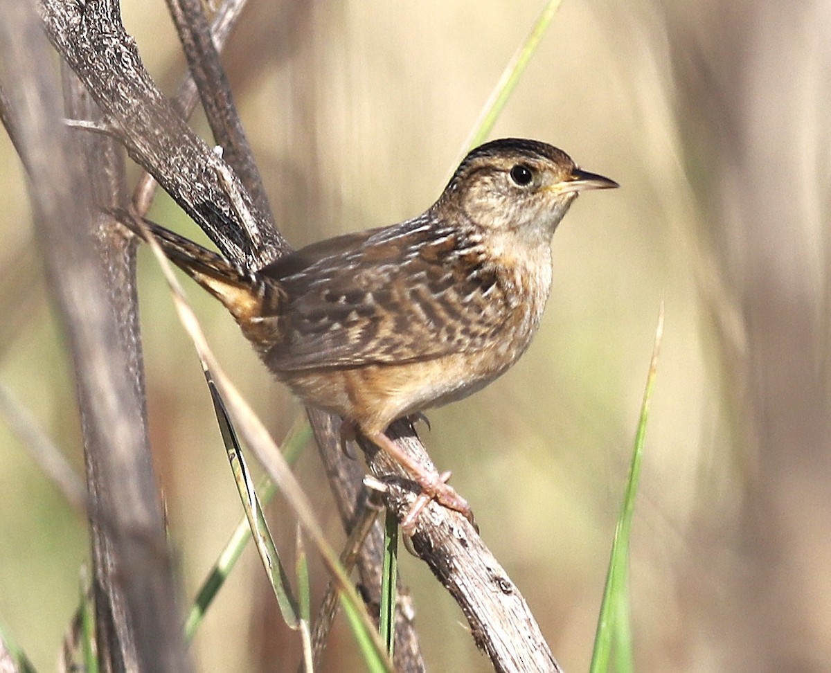 Sedge Wren - ML645897339