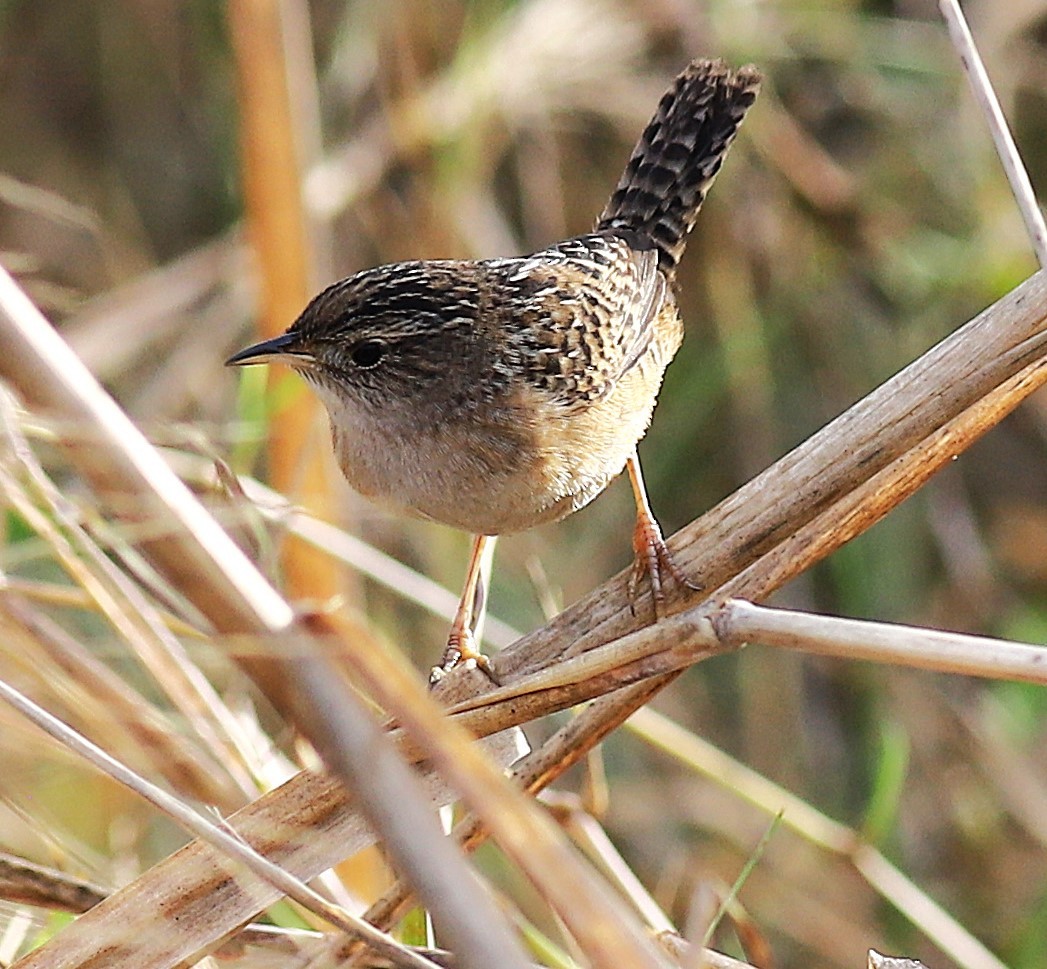 Sedge Wren - ML645897340