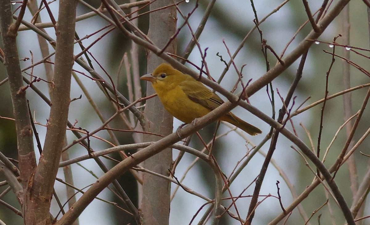 Summer Tanager - ML645897347