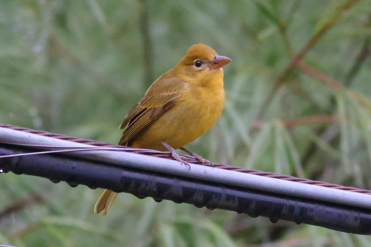 Summer Tanager - ML645897348