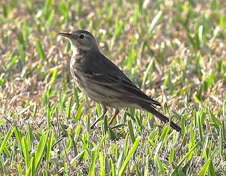 American Pipit - ML645897349