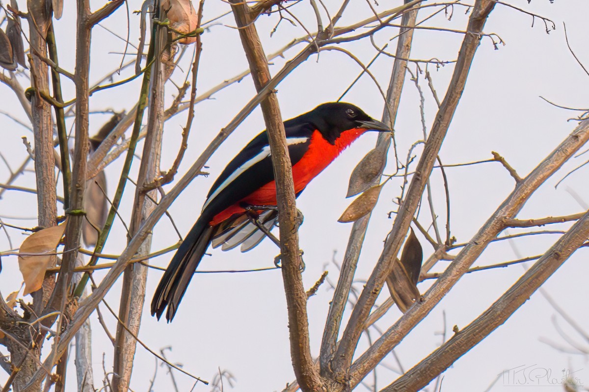 Crimson-breasted Gonolek - ML645897371