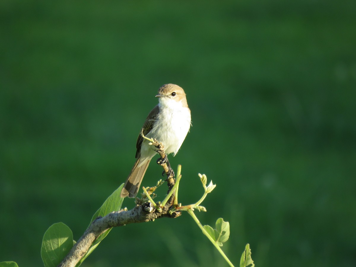 シロハラチャビタキ - ML645897380