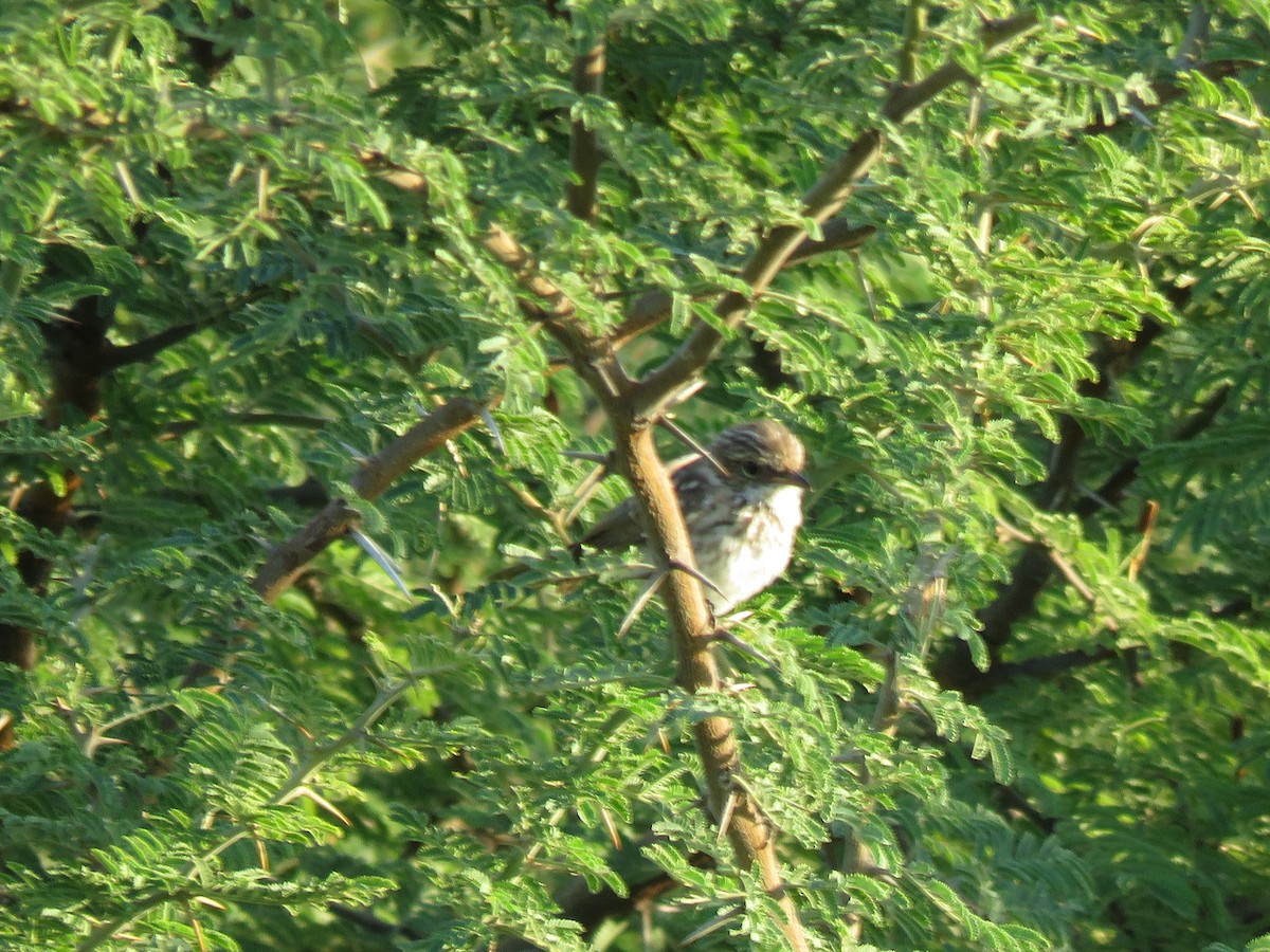 シロハラチャビタキ - ML645897381