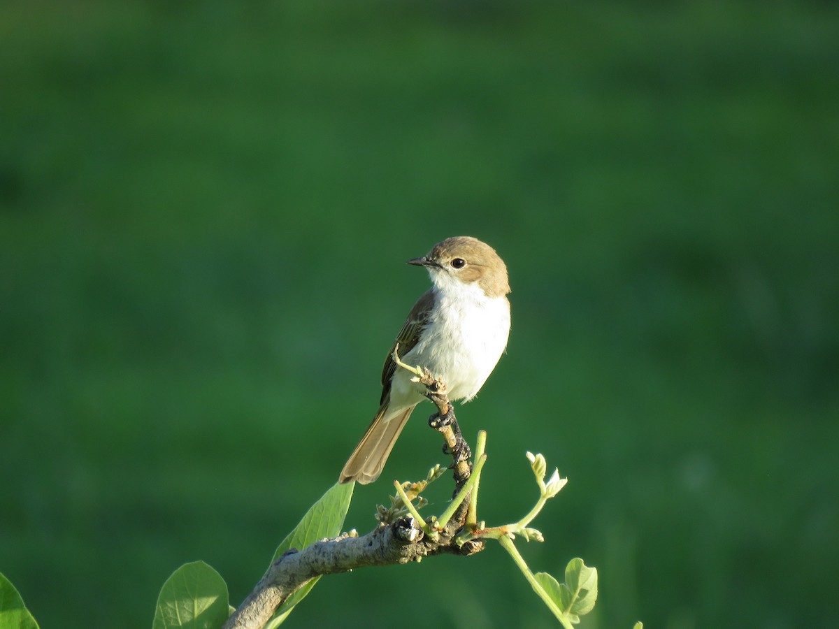 シロハラチャビタキ - ML645897383