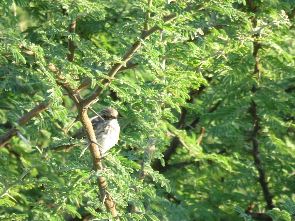 シロハラチャビタキ - ML645897384