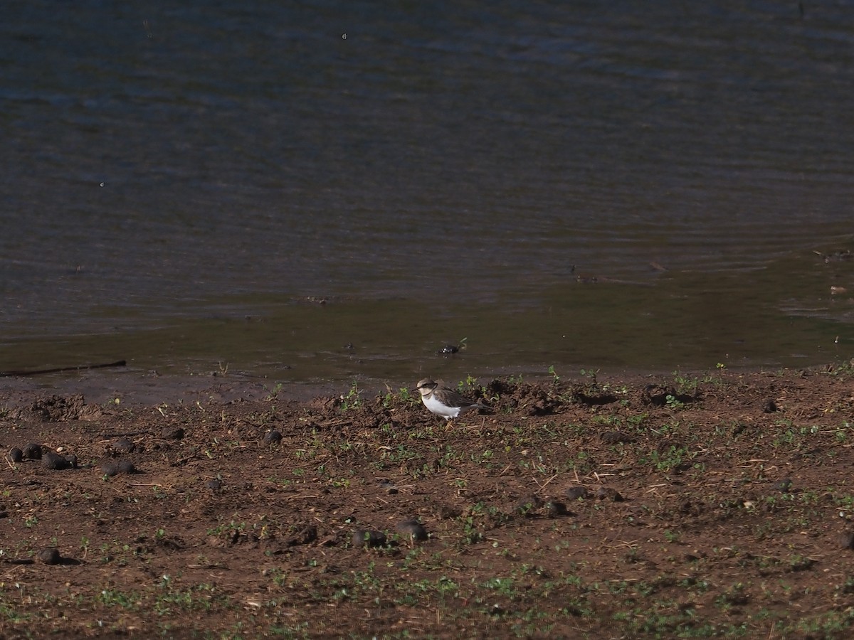 Little Ringed Plover - ML645897385