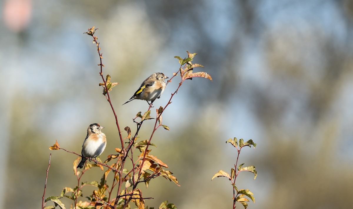 ゴシキヒワ - ML645897387