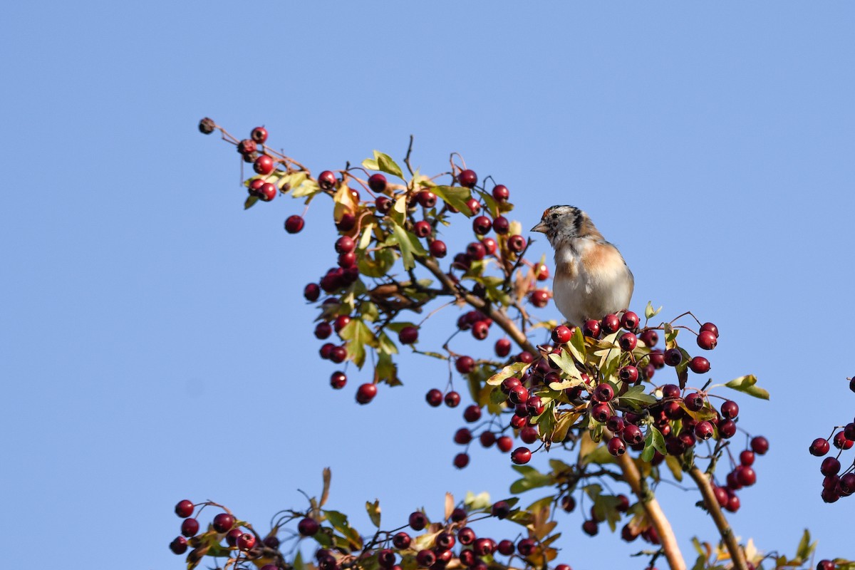 ゴシキヒワ - ML645897388