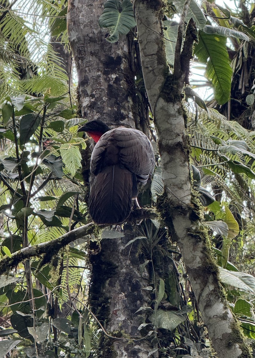 アカシャクケイ - ML645897390