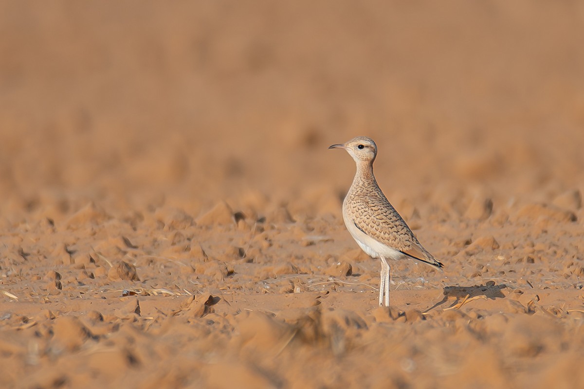 スナバシリ - ML645897391