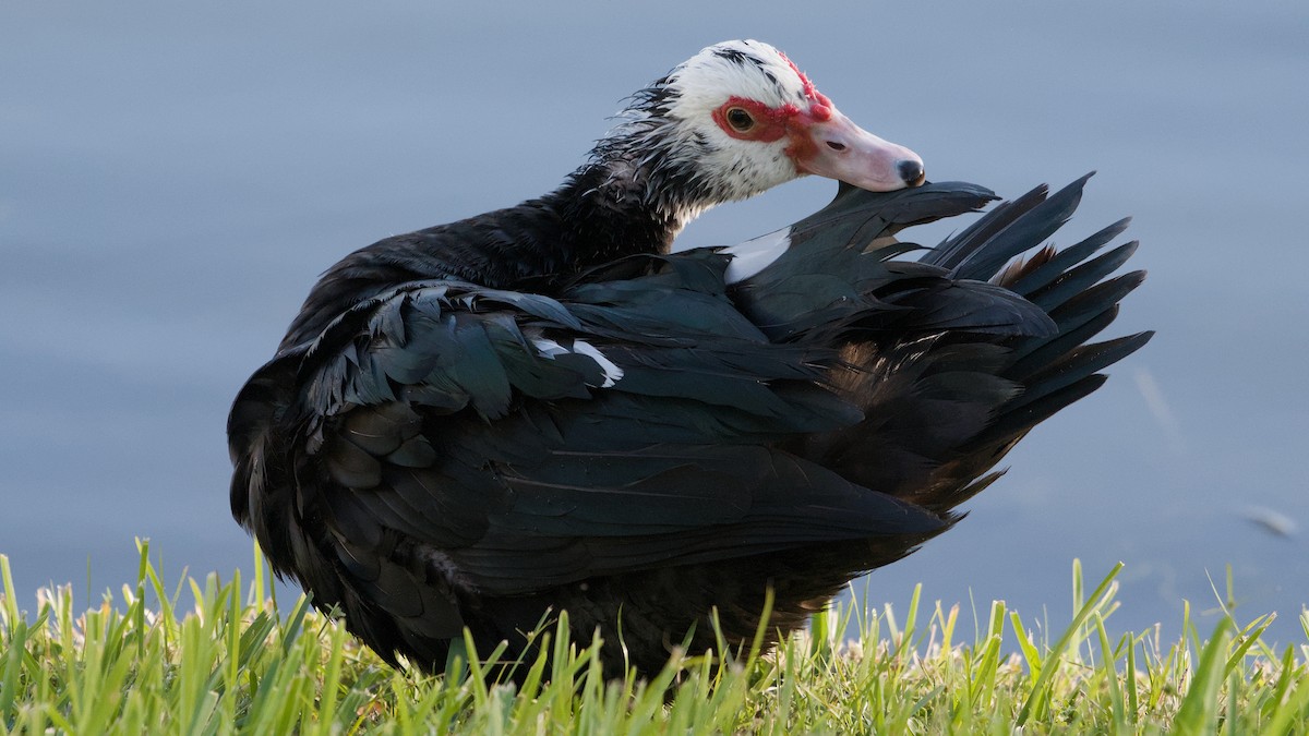 ノバリケン（家畜） - ML645897392